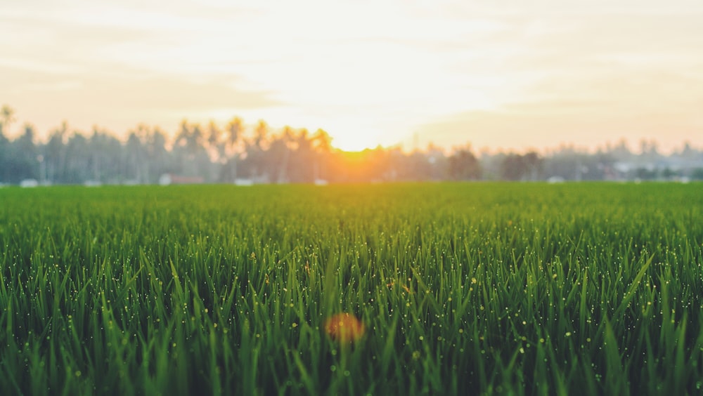 sunrise in plant field photo – Free Grass Image on Unsplash