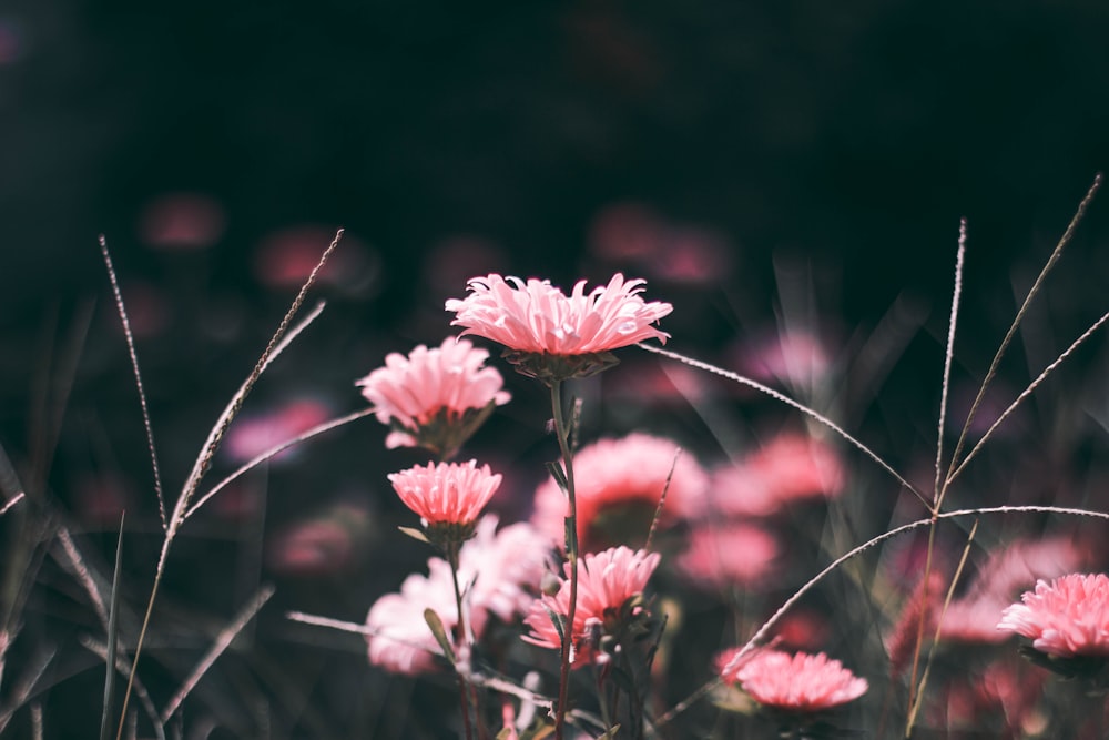 fleurs roses en macrophotographie