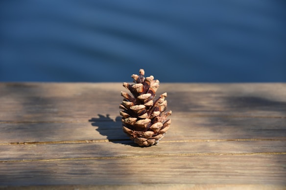 A pine cone rests on a wooden surface, casting a shadow in the sunlight. The background features a blurred view of a tranquil blue body of water.