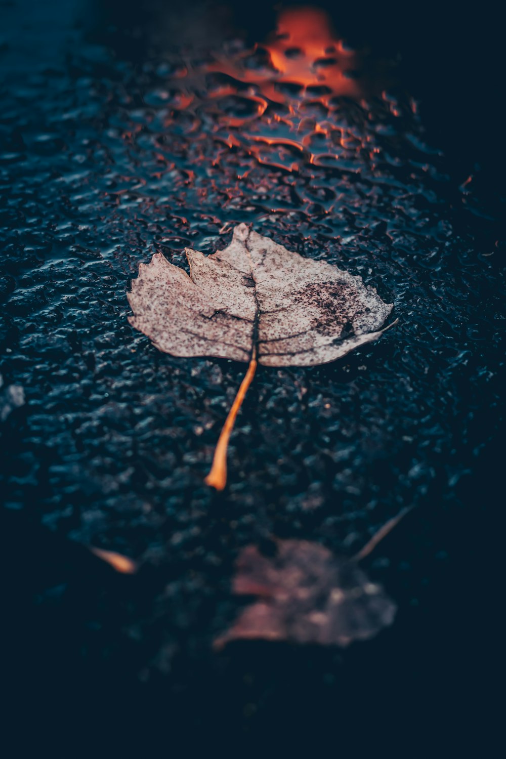 feuille brune sur la route asphaltée