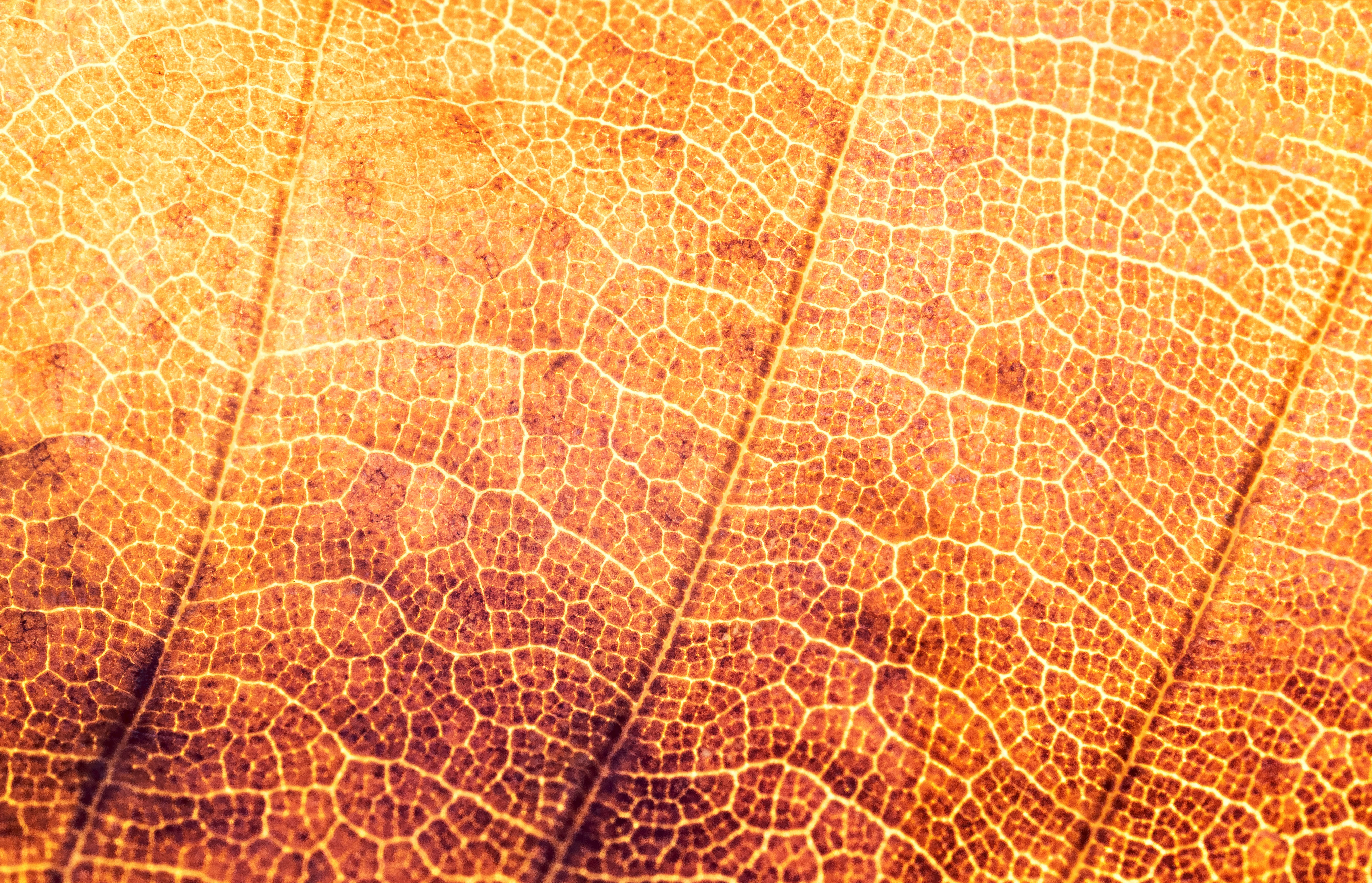 Brenda Greathouse explique pourquoi les compétences sociales et l’apprentissage continu sont essentiels pour réussir à l’ère de l’intelligence artificielle