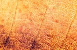 micro photograph of leaf