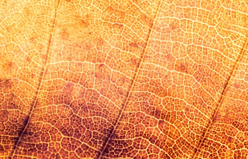 micro photograph of leaf