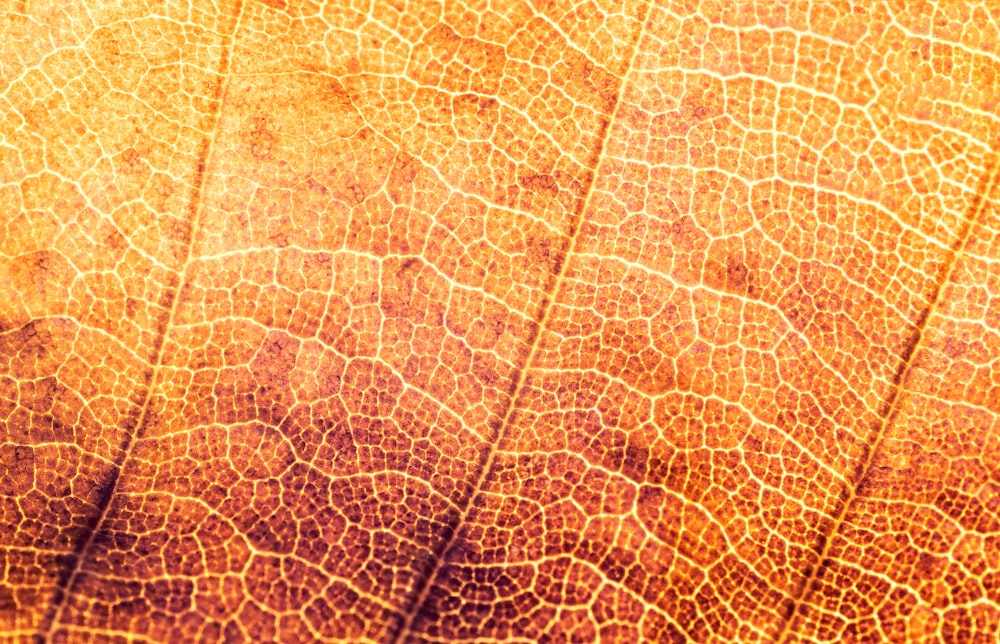 葉の顕微鏡写真
