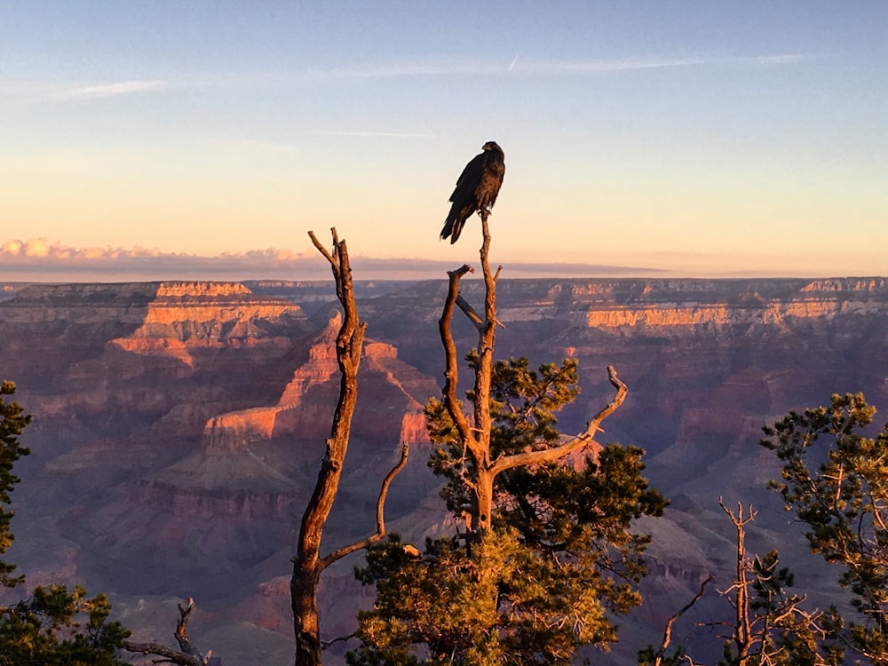 black bird perch on brown tree