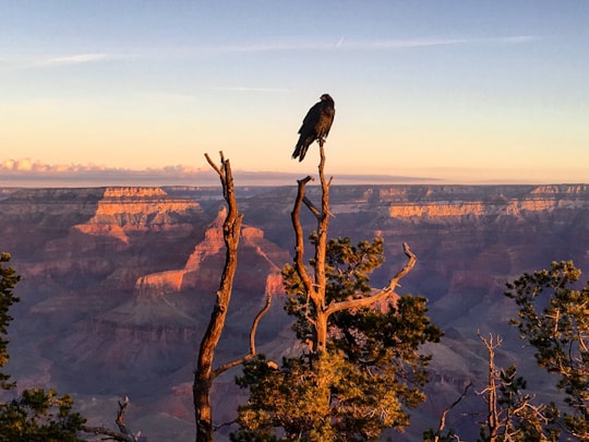 black bird perch on brown tree in Grand Canyon National Park United States