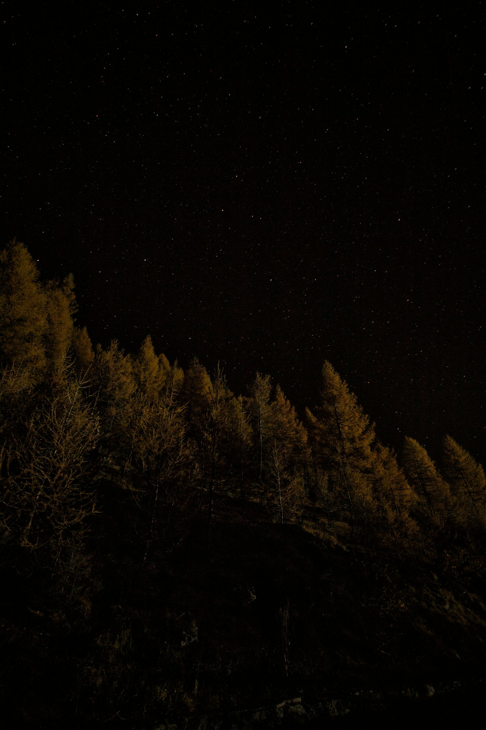 Tamron SP AF 10-24mm F3.5-4.5 Di II LD Aspherical (IF) sample photo. Fine trees waving photography