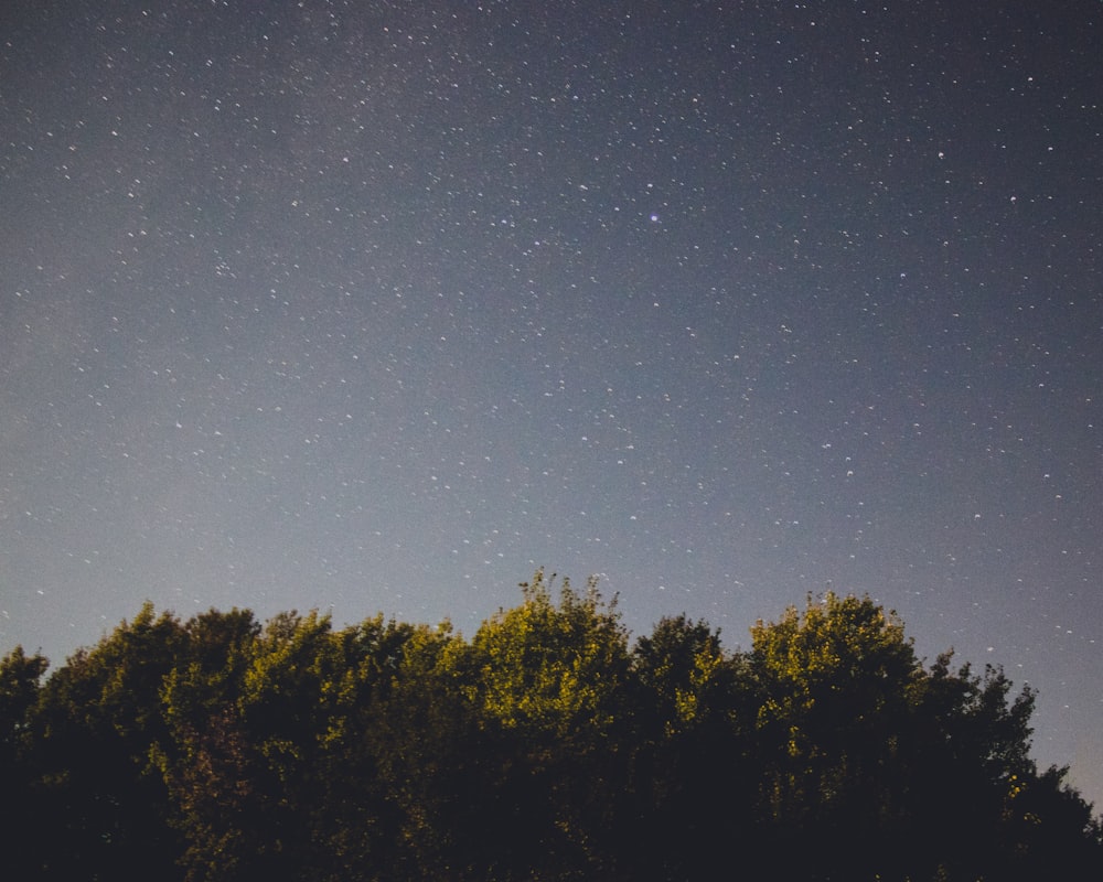 green trees field under night skty