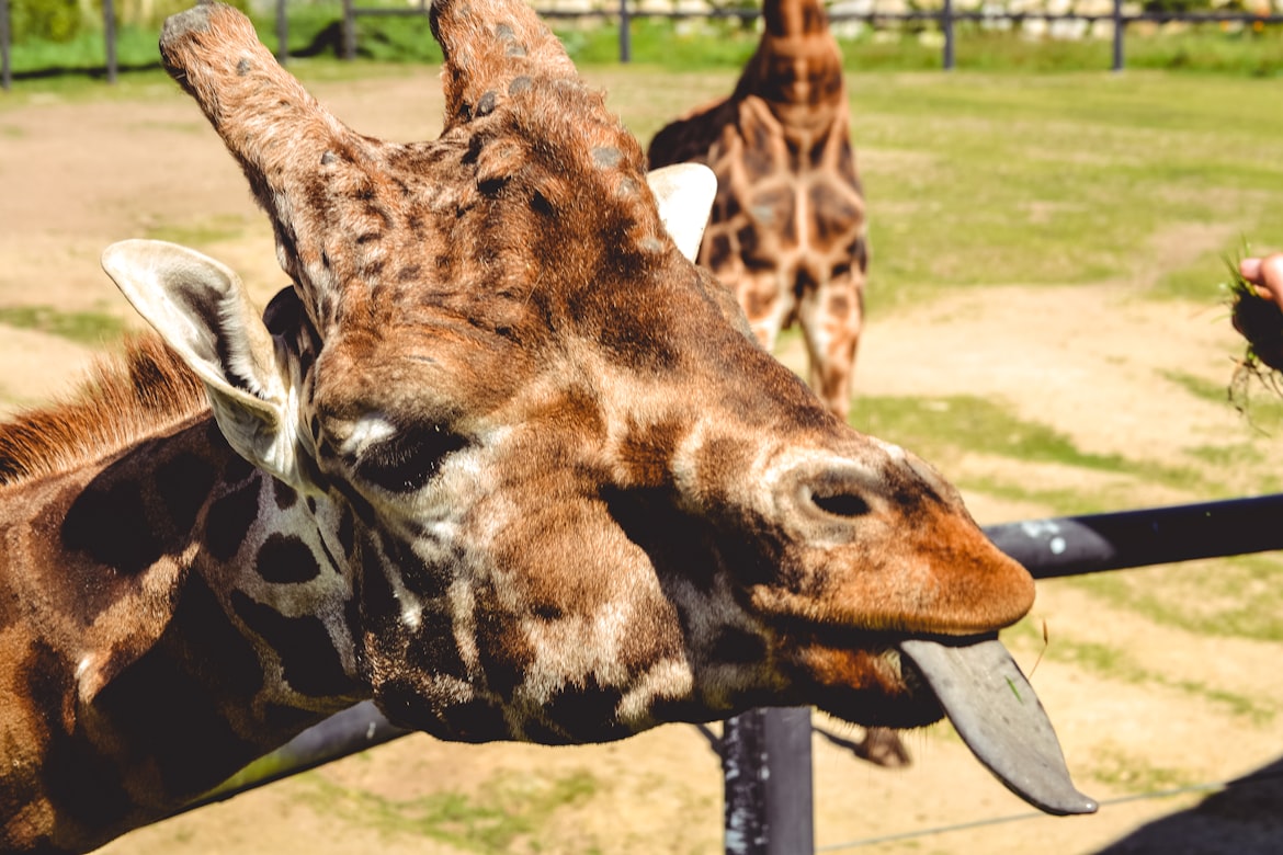 cheeky giraffe