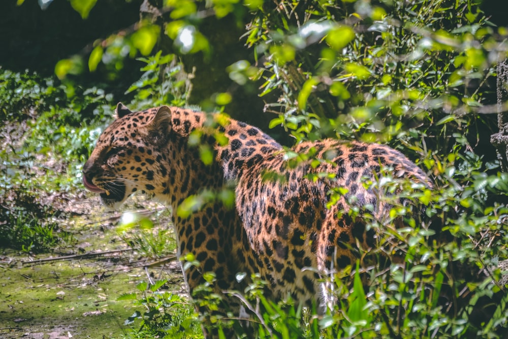 brown leopard surrounded by green leaves