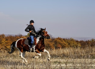 person riding on horse