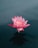pink flowers on body of water