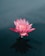 pink flowers on body of water