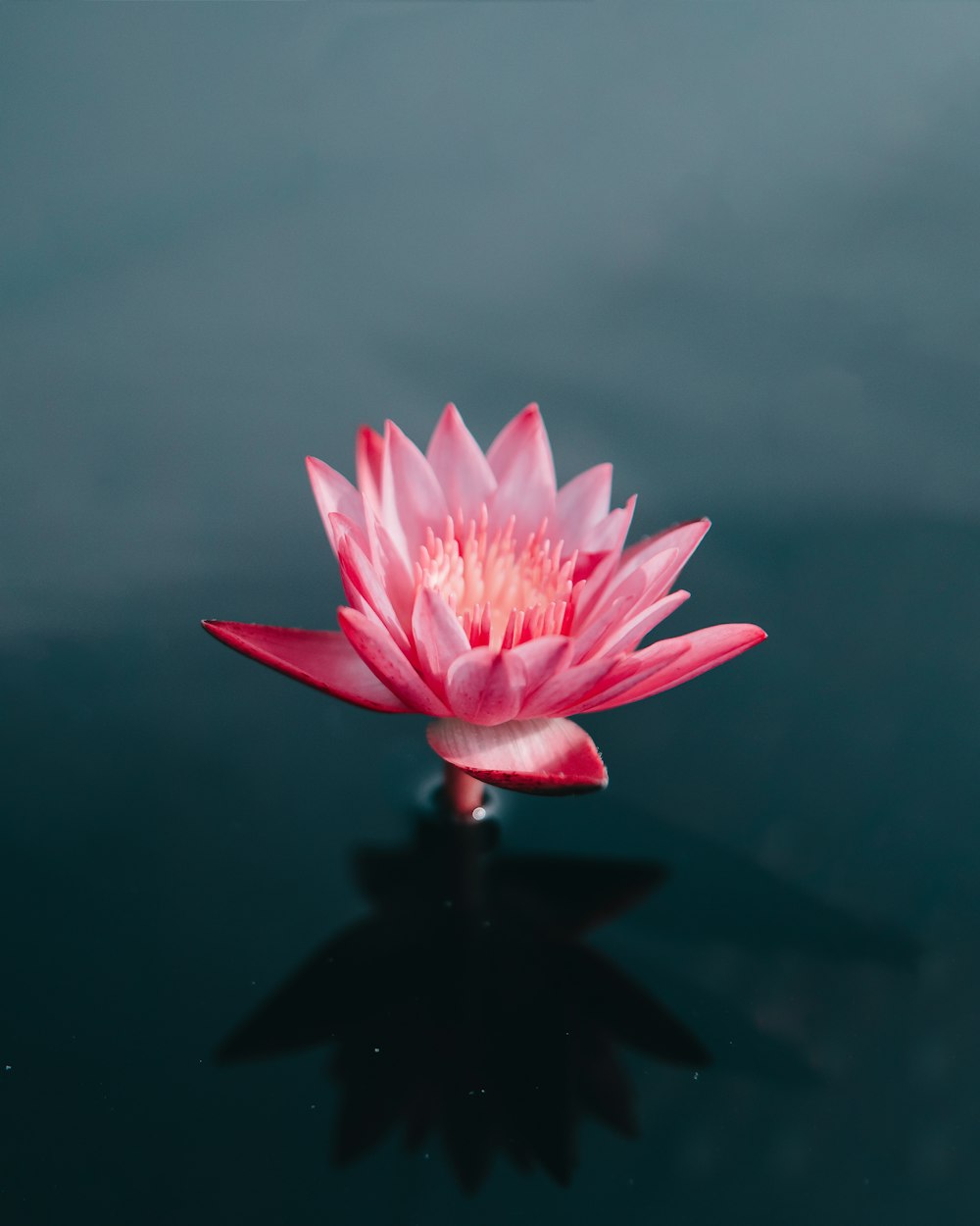 Flores rosadas en el cuerpo de agua