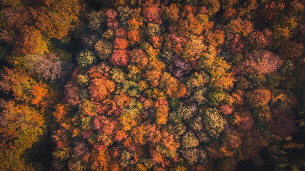 aerial photograph of forest
