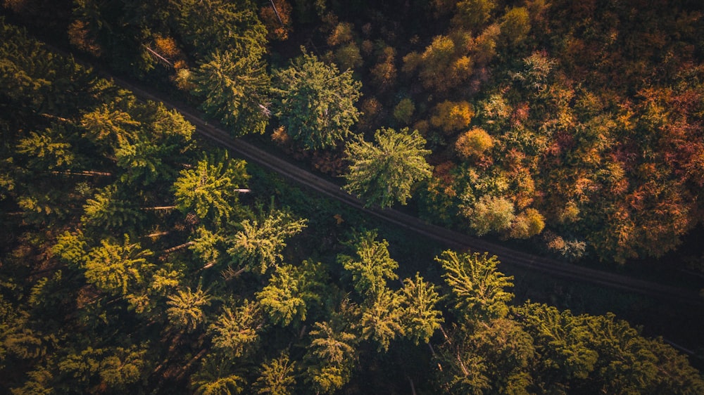 aerial view of road and trees