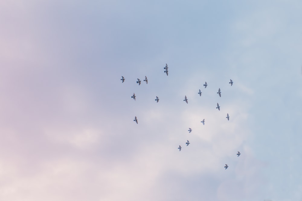 birds flying under white sky