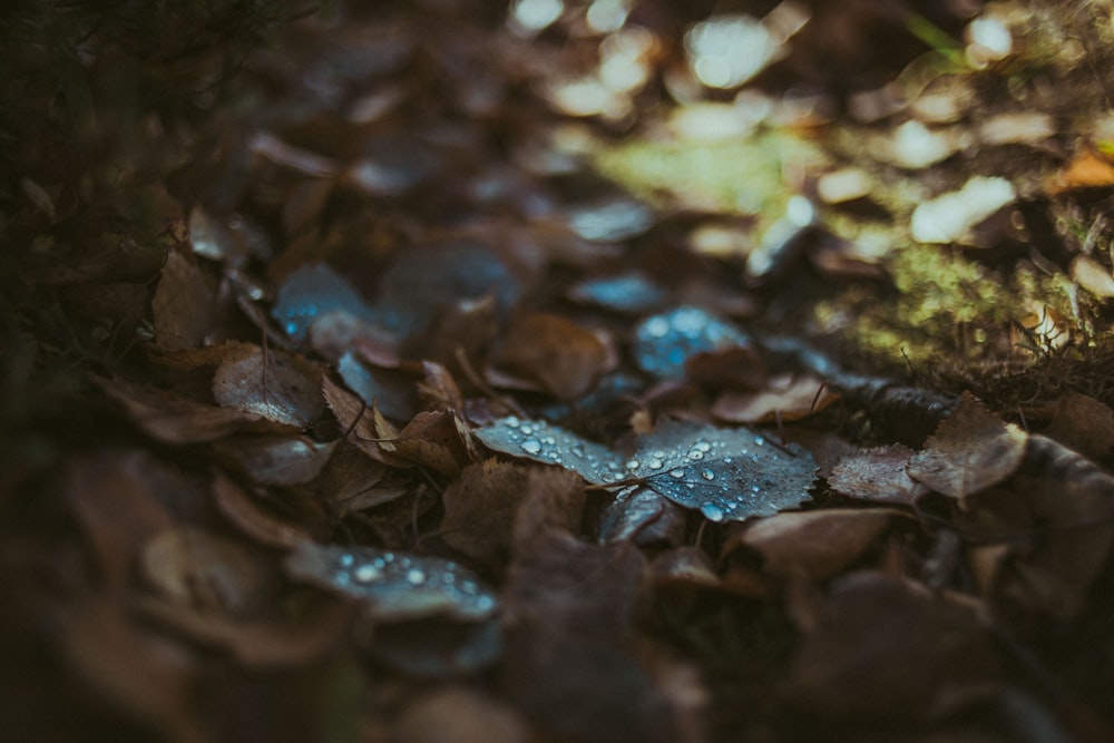 dried brown leaves