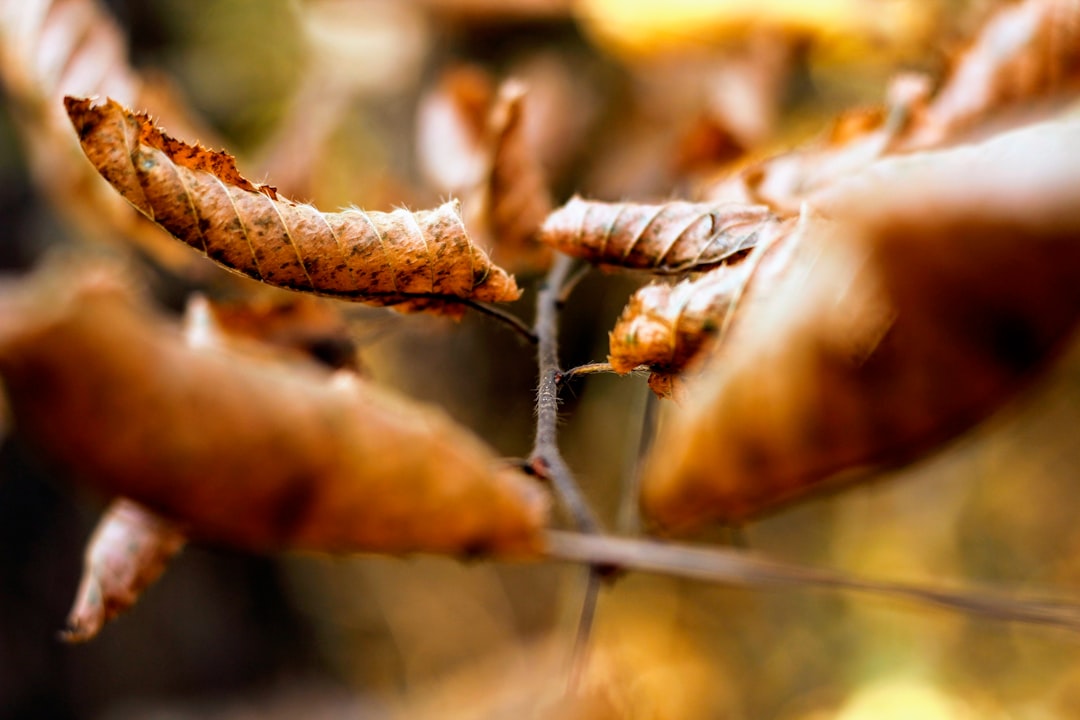 brown leaves in macro shot photography