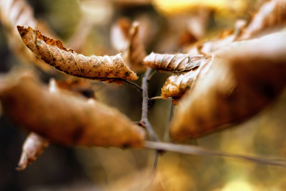 Feuilles brunes en macrophotographie