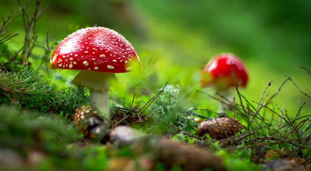macro shot of red mushroom
