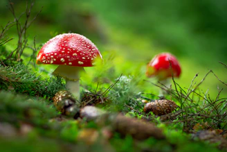 macro shot of red mushroom