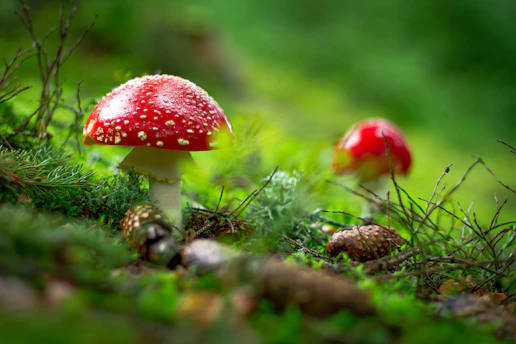 macro shot of red mushroom