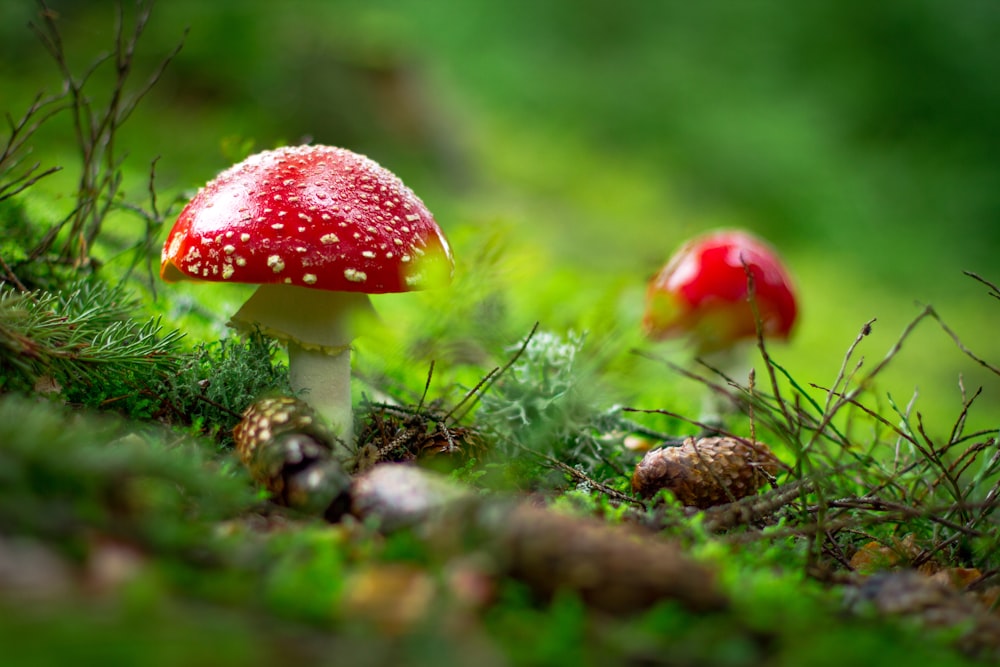 Foto macro de cogumelo vermelho