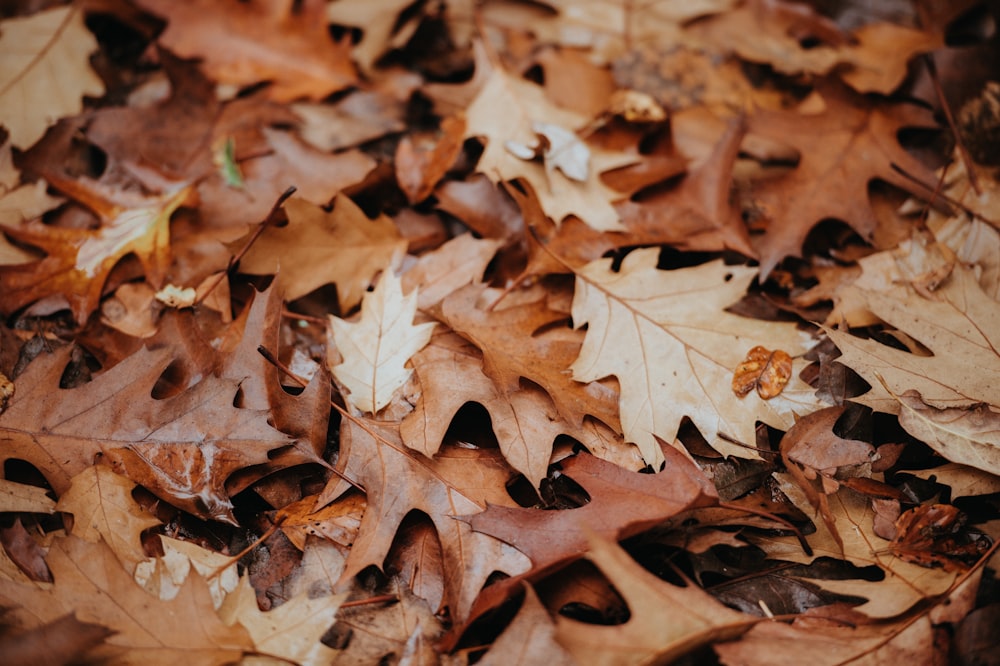 withered leaves