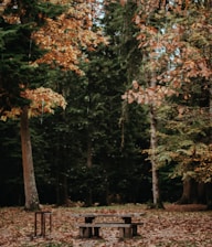 A tranquil forest scene with a rustic wooden table and bench set surrounded by lush trees. The foliage is a mix of evergreen and autumnal colors, with some leaves scattered on the ground. Sunlight filters through the canopy, creating a serene and peaceful atmosphere.