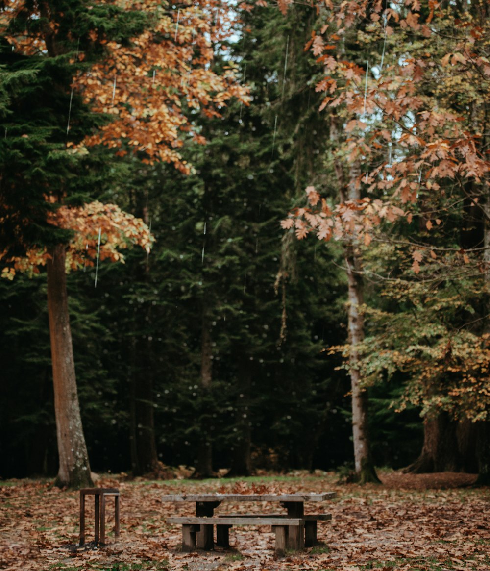 picnic table between trees at daytime