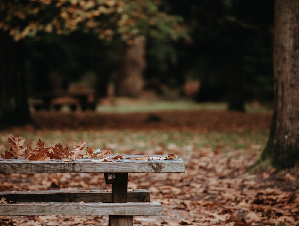 withered leaves on gray wooden bench