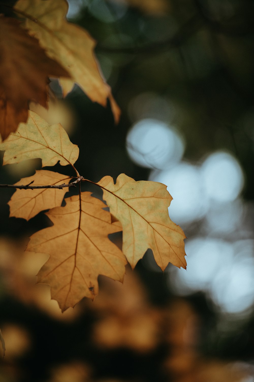 selective focus photography of yellow maple leaf