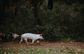 white pig walking on grass field