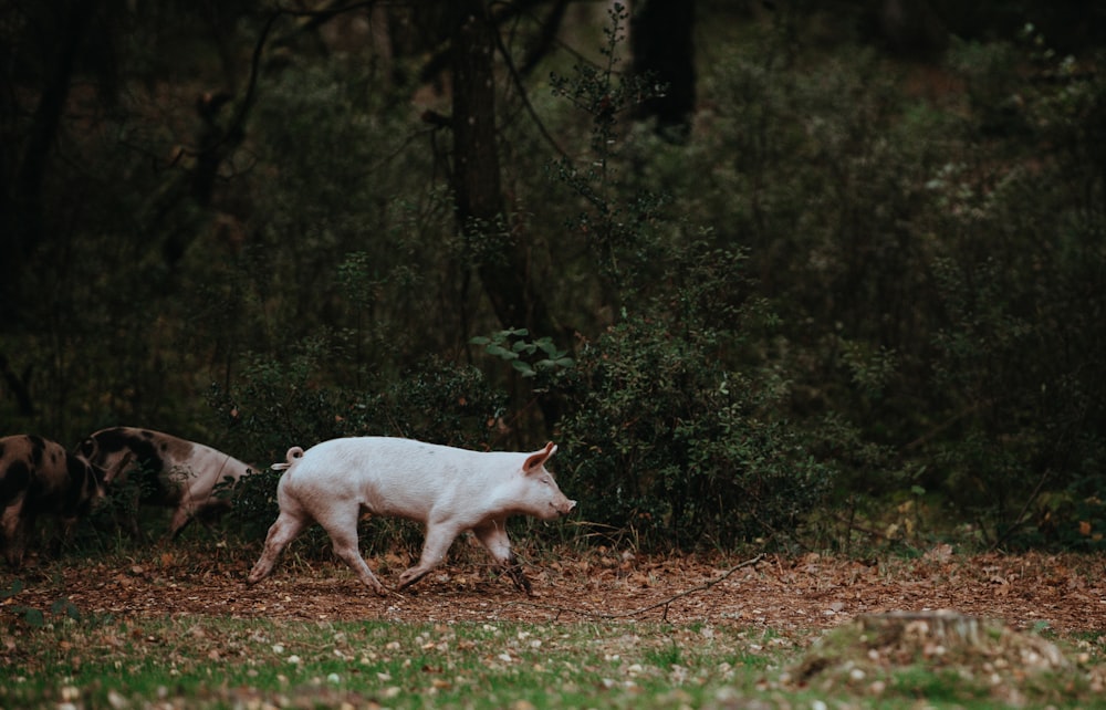 Weißes Schwein läuft auf Graswiese