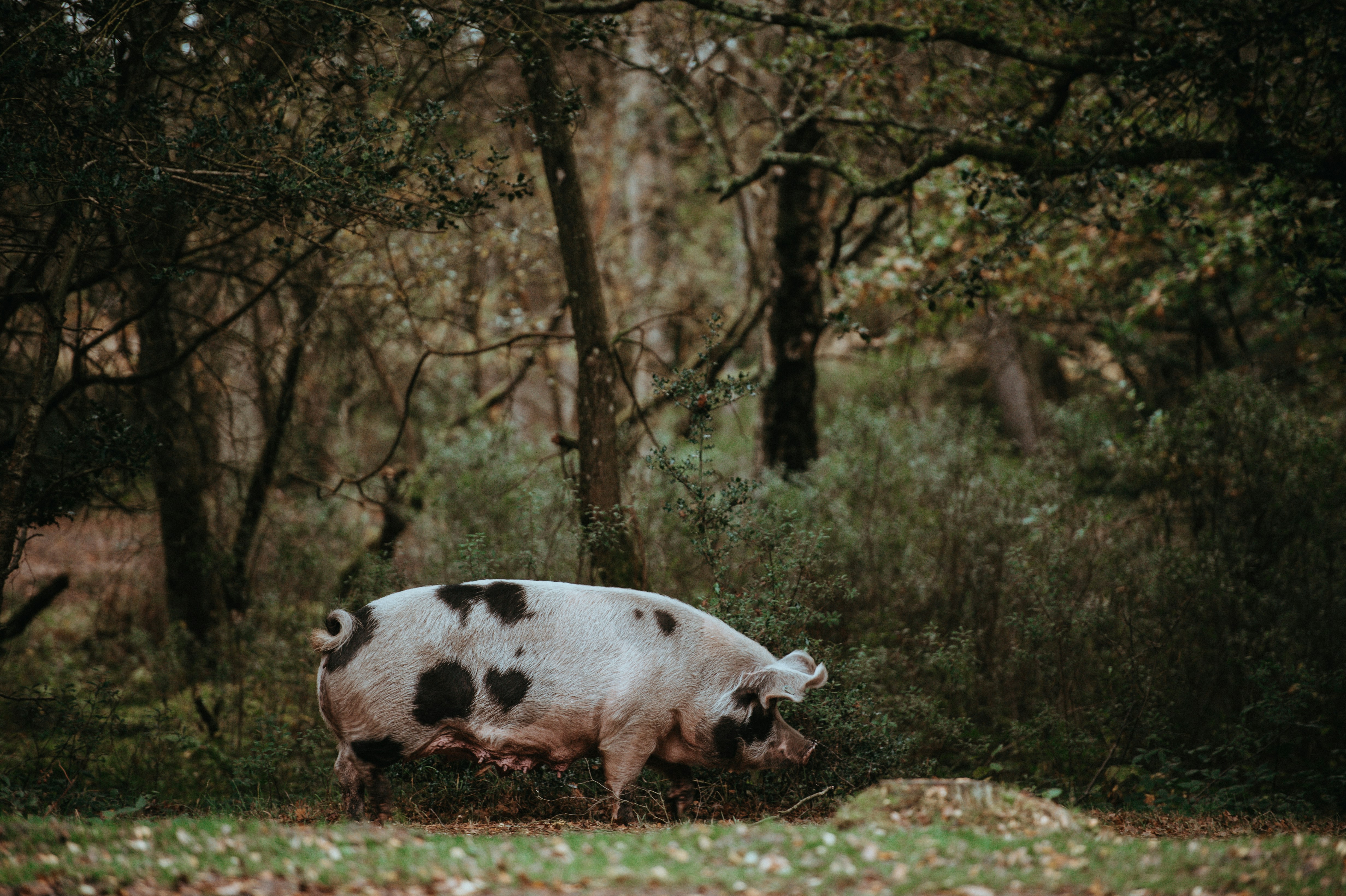 livestock