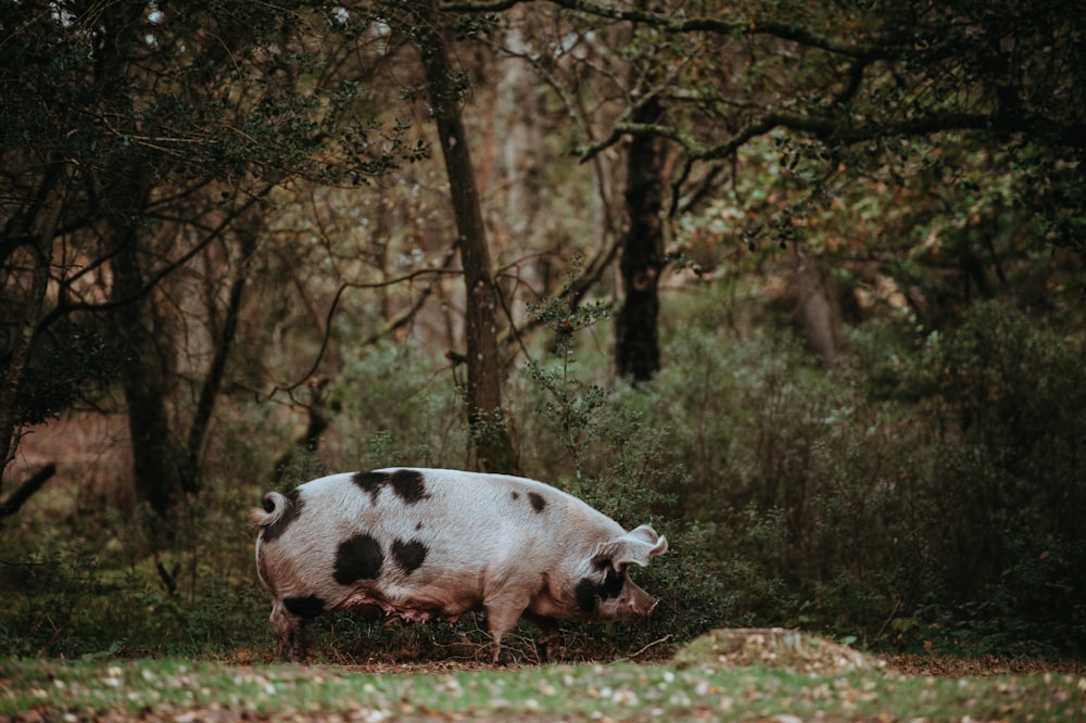 white and black pig near trees