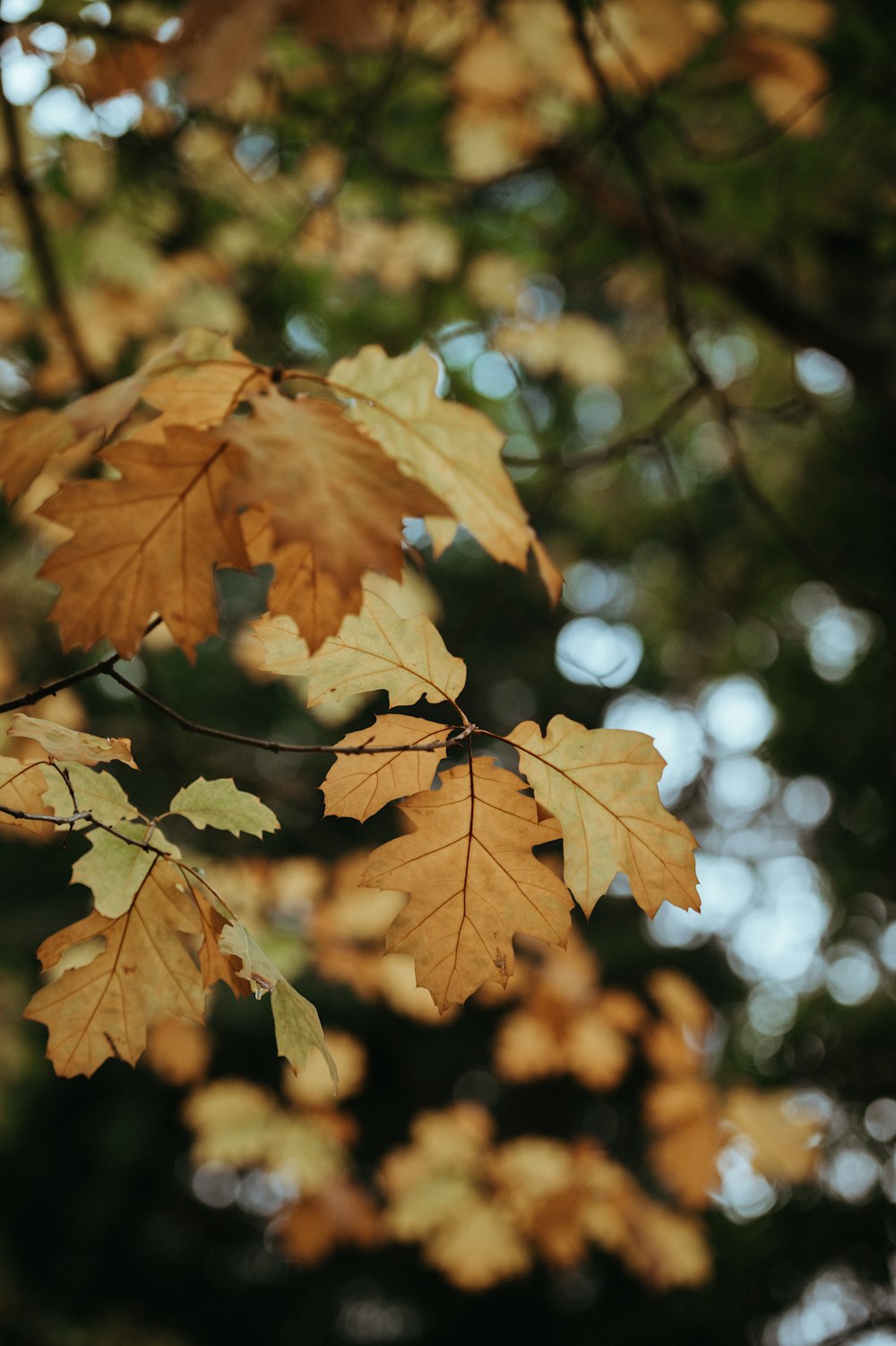 low angel photography of brown leaves