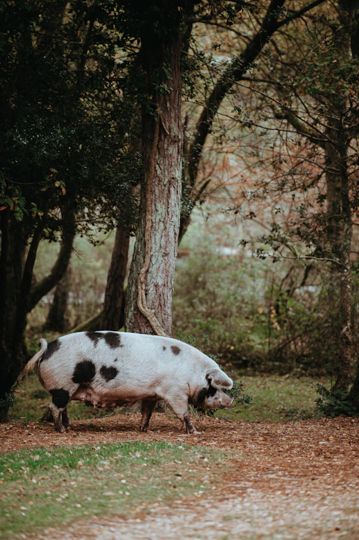 Landrace cross piglet