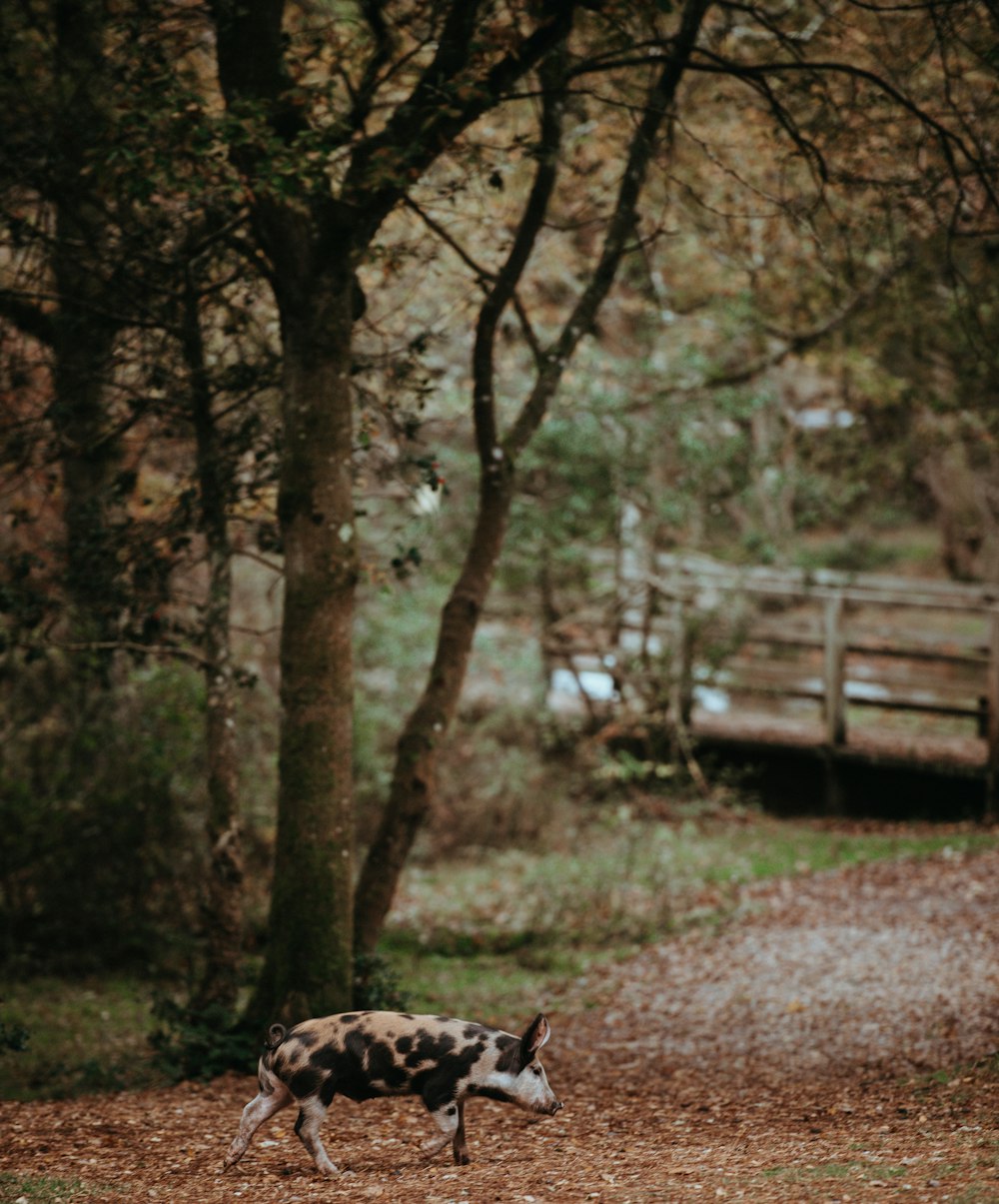 leitão na floresta