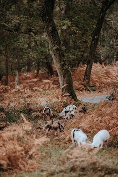 In a forest setting, a group of pigs with various black and white spots forage among dry ferns and fallen leaves. Tall trees surrounded by dense foliage create a natural, woodland atmosphere.