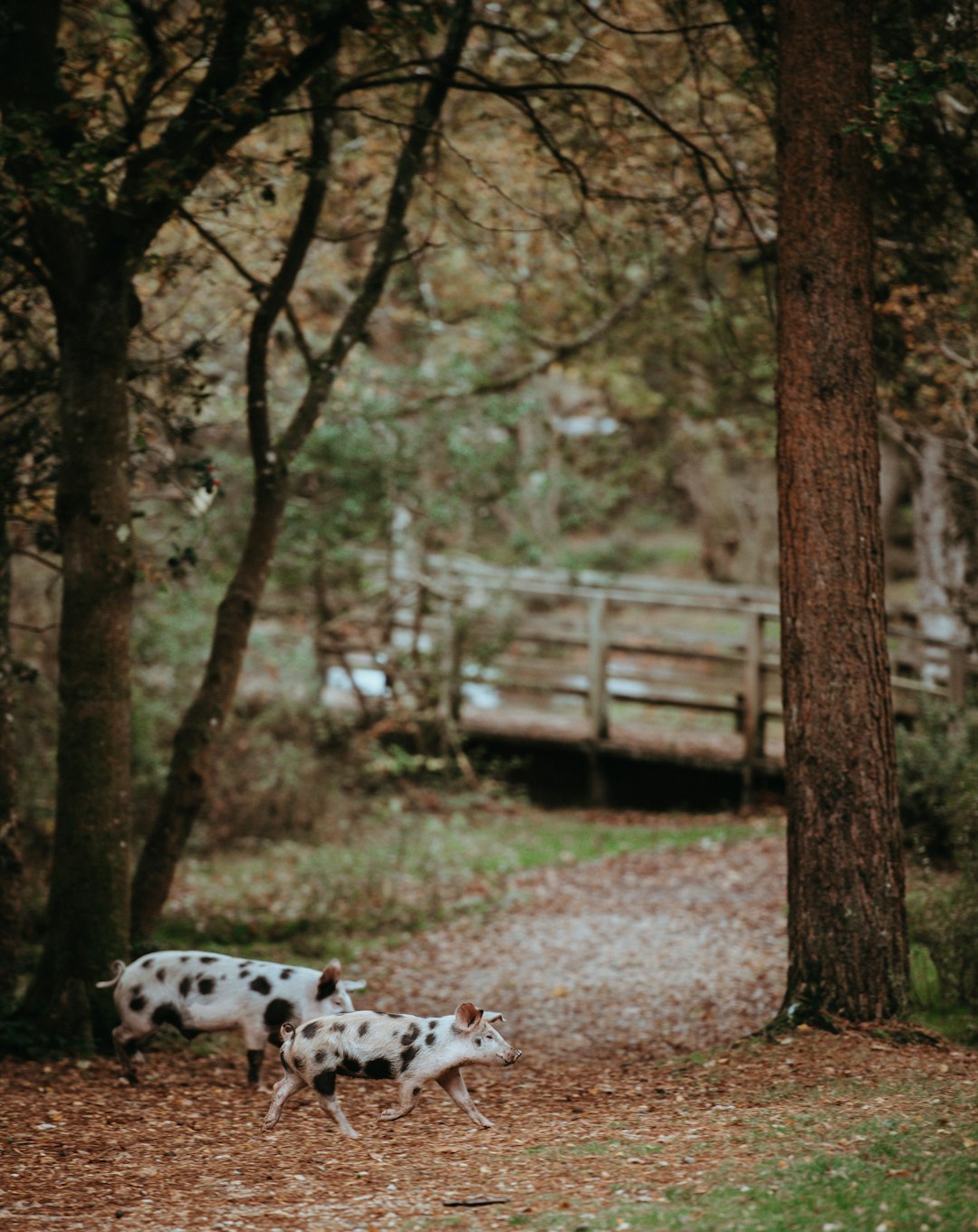 two white-and-black pigs walking near trees during daytime