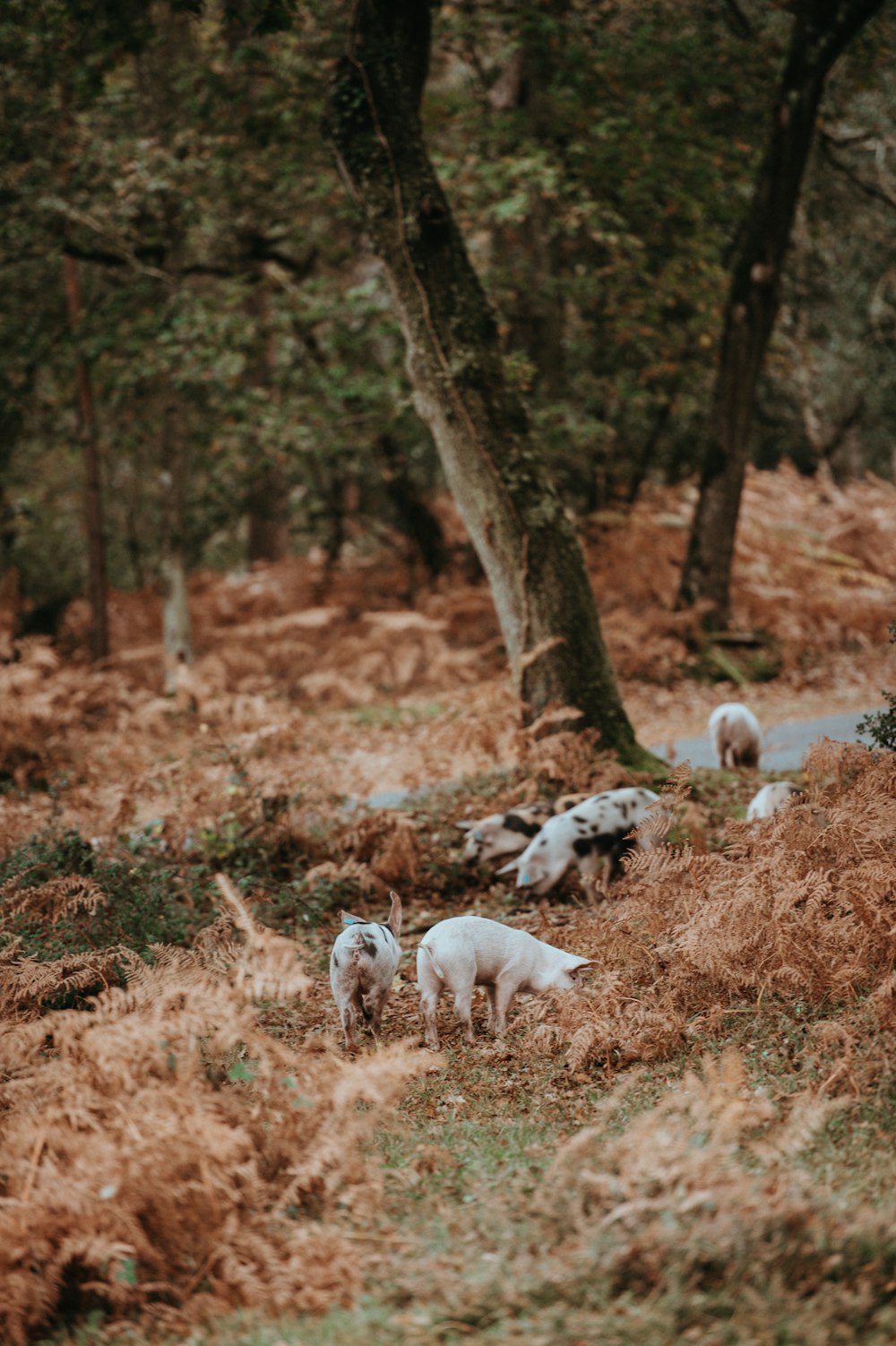 swine of pigs surrounded by tall trees