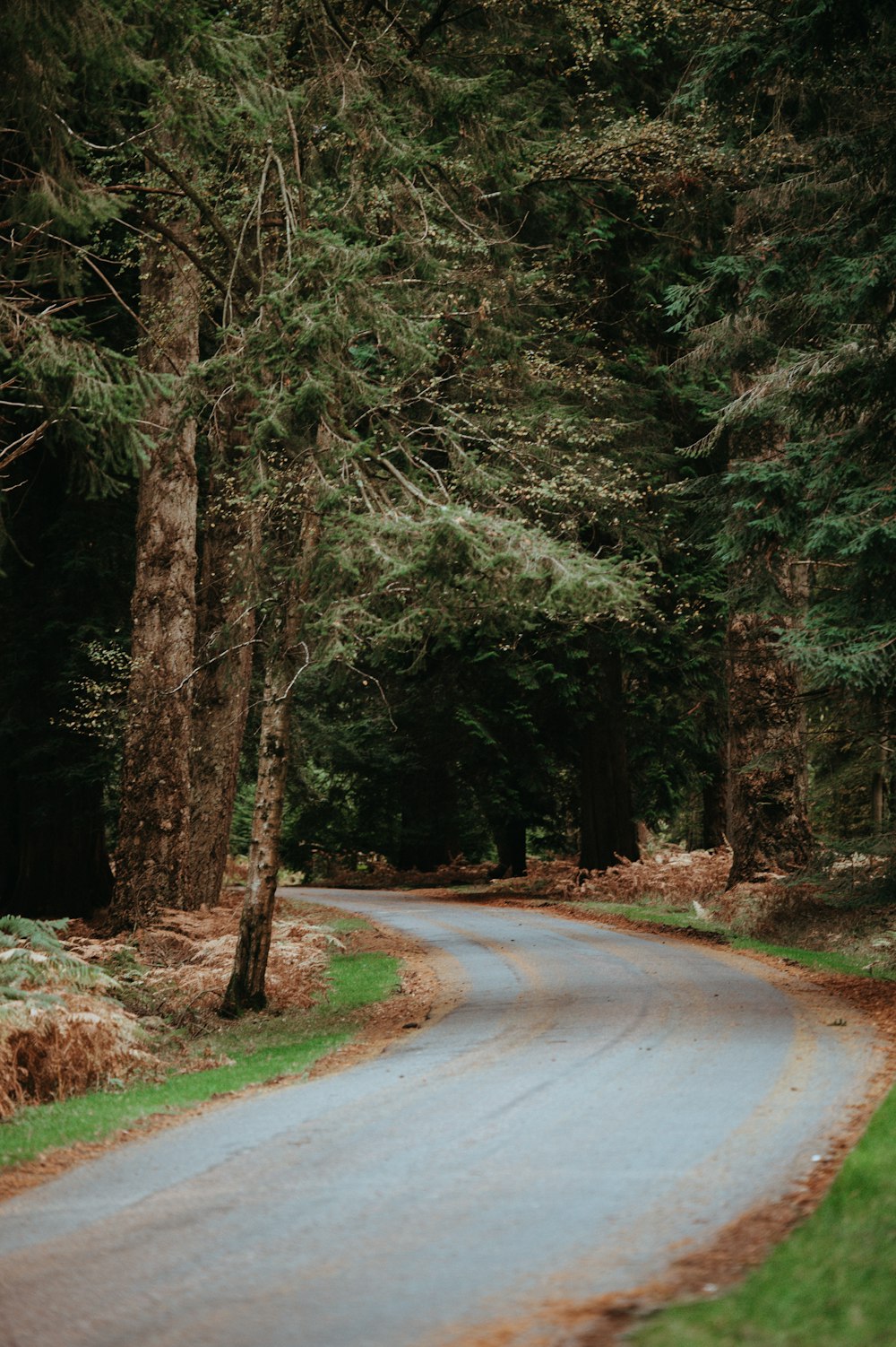 pathway between green leafed trees