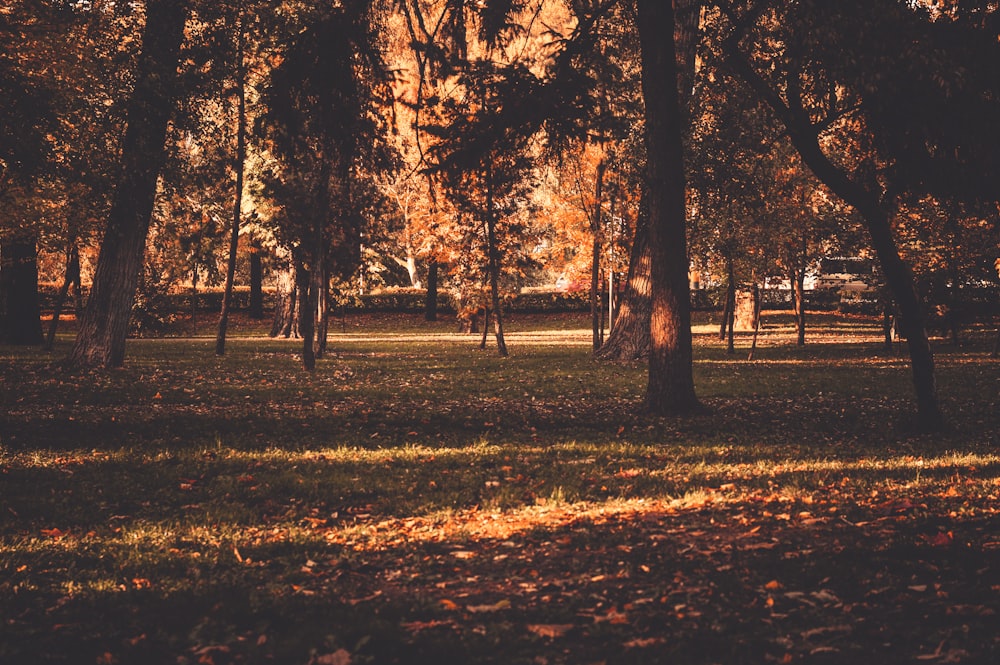 sun rays photo of trees and grass