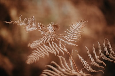 closeup photography of fern leafe google meet background