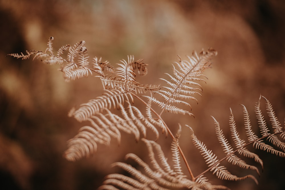 closeup photography of fern