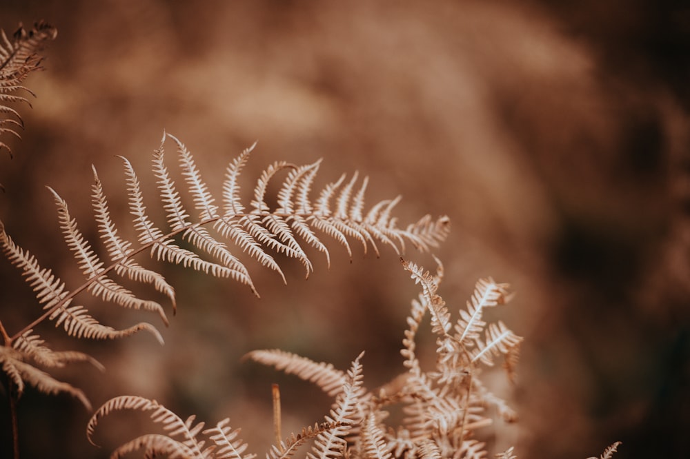 Farnpläne in der Sepiafotografie