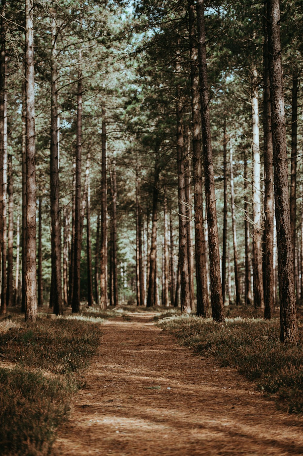 photo of pathway surrounded by trees
