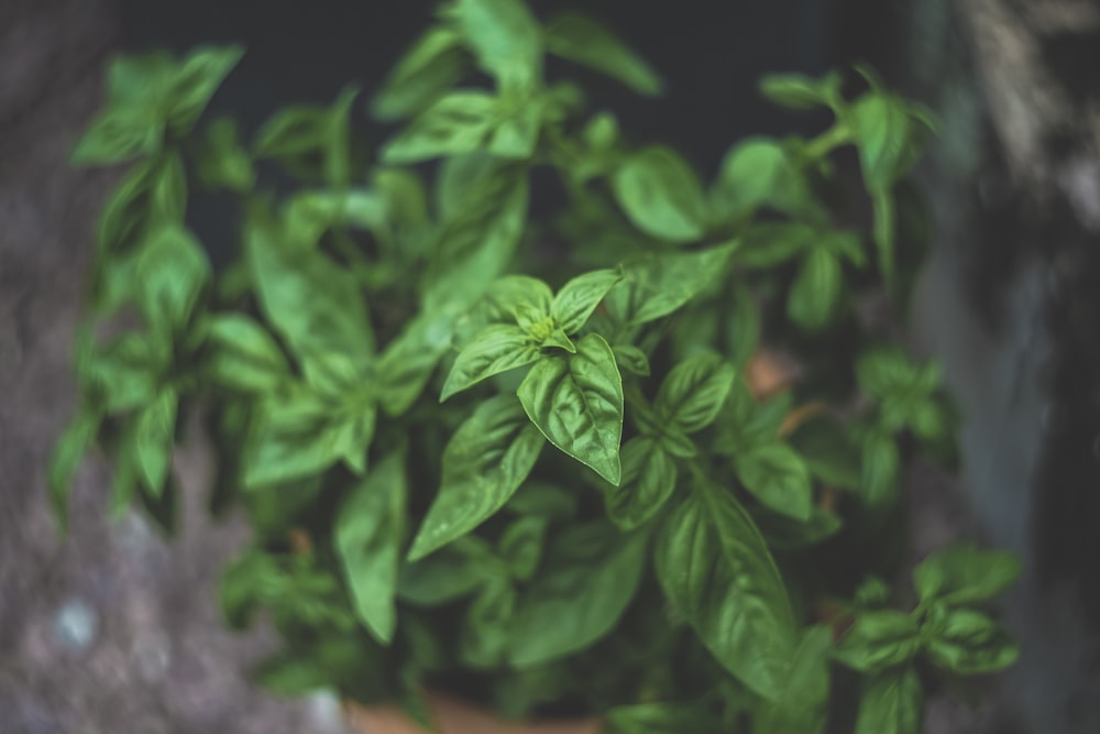 green leaf plants